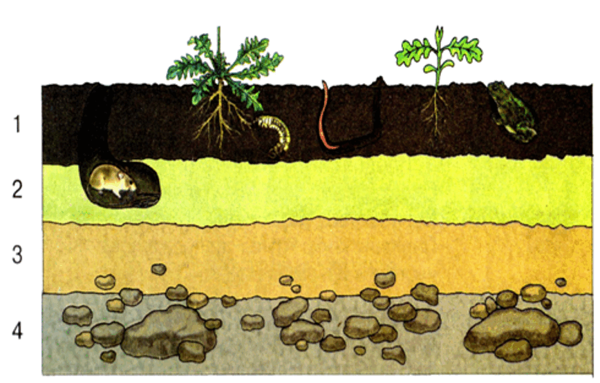 050167bs-59a6-868x555.png