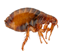 05016gt2-3767-222x170.png