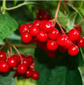 05016hyl-eab8-122x123.png