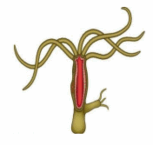 05016nsv-3875-153x145.png