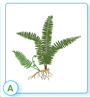 05016snx-af6e-304x330.png