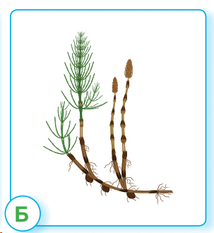 05016so3-b746-303x330.png