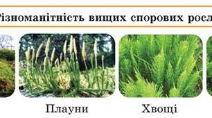 Водорості, мохи, хвощі й папороті