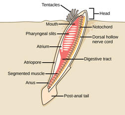 Chordates | Biology for Majors II