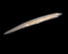 05016yyp-de0f-224x177.png