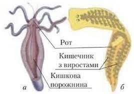 Системи травлення - Біологія. 7 клас. Шабанов
