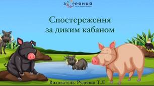 Відеоспостереження за диким кабаном