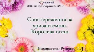 Відеоспостереження за осінньою квіткою - хризантемою