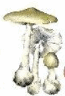 05017gq8-d962-96x140.png