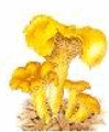 05017gqg-1f12-99x120.png