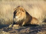 Файл:Lion waiting in Namibia.jpg