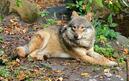Файл:Eurasian Wolf in Skansen Zoo 1.jpg