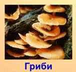 050182qa-7b0c-152x144.jpg