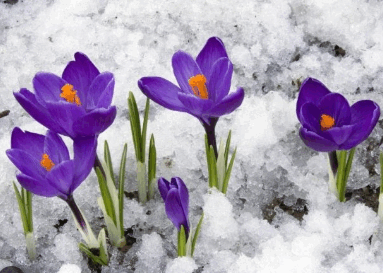 05018794-fa16-383x273.png