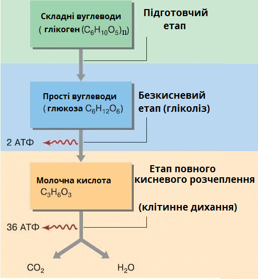 три_етапи.png