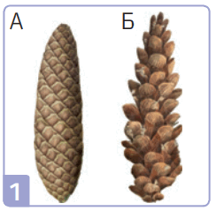 050189am-8ef6-244x239.png