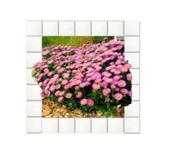 05018b3c-0265-241x186.png