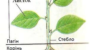  Рослина. Вегетативні органи (корінь, пагін, стебло)