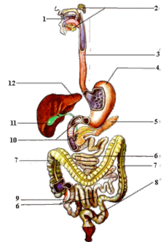 05018mhk-a09f-240x350.png