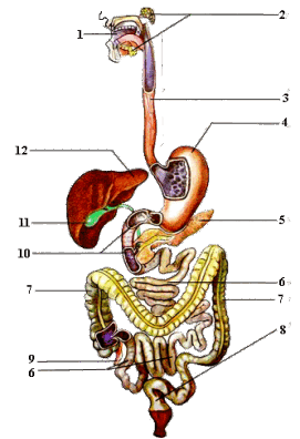 05018mka-6a45-271x396.png