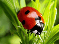 05018q10-938f-207x155.png