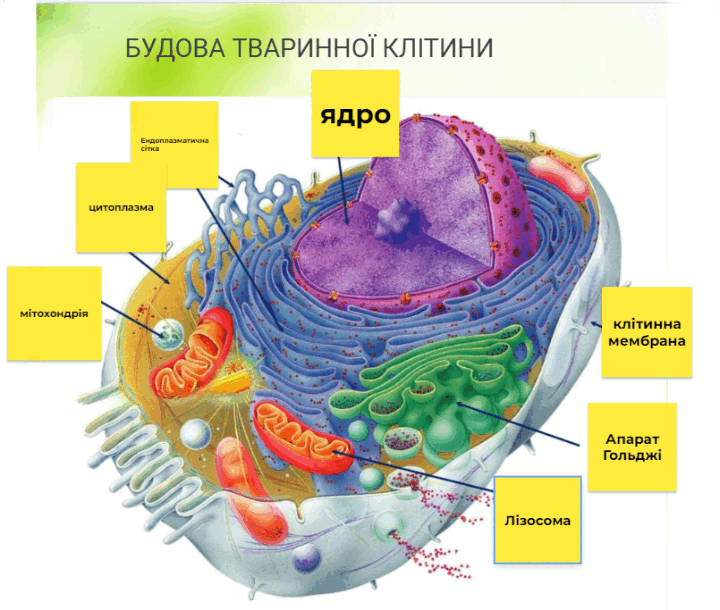 050190hd-3434-720x610.png