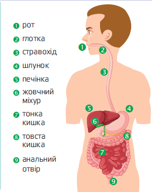 050197l3-96b7-313x393.png