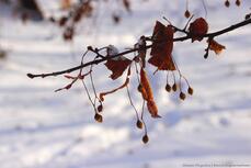 05019eed-4c38-229x153.jpg