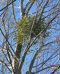 05019f6j-b894-202x249.jpg