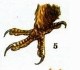 05019f6s-7467-281x245.png