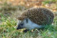 ЇЖАК Їжачки – дуже милі й корисні істоти, які не бояться ...