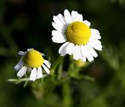 05019ott-90b6-179x154.jpg