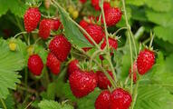 05019ou9-bb9d-191x120.jpg