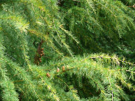 05019ppx-2af4-272x204.jpg