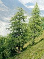 05019pr6-c315-154x205.jpg