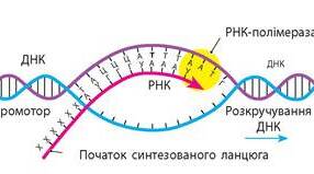 Транскрипція.  Основні типи РНК. Генетичний код. Біосинтез білка. 
