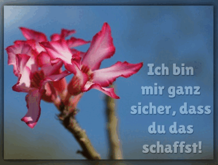 05019vct-6861-447x338.png