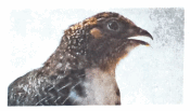 0501a16k-3074-175x103.png