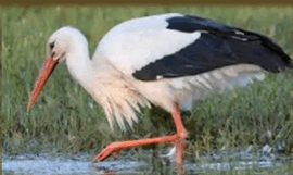 0501a4yv-3162-270x161.png