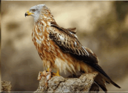 0501a5bc-49d7-257x187.png