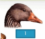0501a5nz-e80a-172x150.png