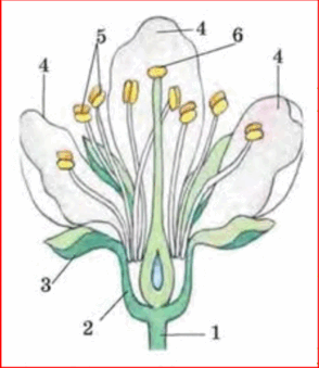 0501anpd-6d9e-294x339.png