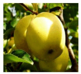 0501aosh-b718-159x147.png