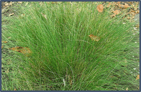 0501asae-b385-275x179.png