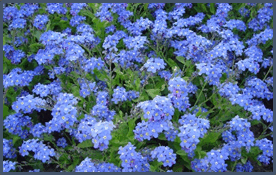 0501asai-edf1-276x175.png
