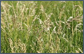0501asao-b2f6-275x176.png
