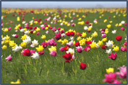 0501asax-445d-260x174.png