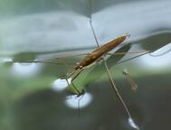 0501axba-467d-189x144.jpg
