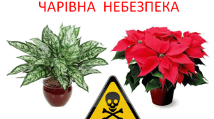 Експериментально-дослідниціка робота з природознавства "Чарівна небезпека"