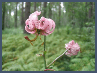 0501b9h6-a3e9-323x245.png